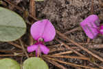 Eastern milkpea